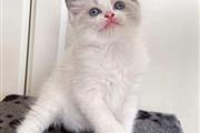 Ragdoll Beauty puppy kittens en Birmingham