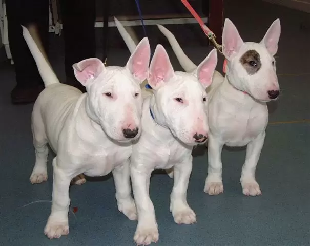 $500 : Bullyview Bull Terriers image 1