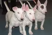 Bullyview Bull Terriers en Aguadilla