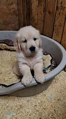 $400 : 2 cachorros de retriever image 1