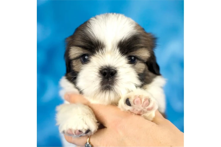 $350 : Cachorros de Shih Tzu image 2