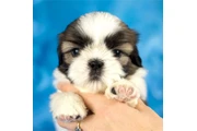 $350 : Cachorros de Shih Tzu thumbnail