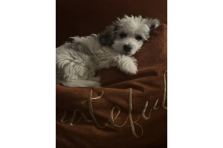 CUIDADO MASCOTA EN CASA image 1