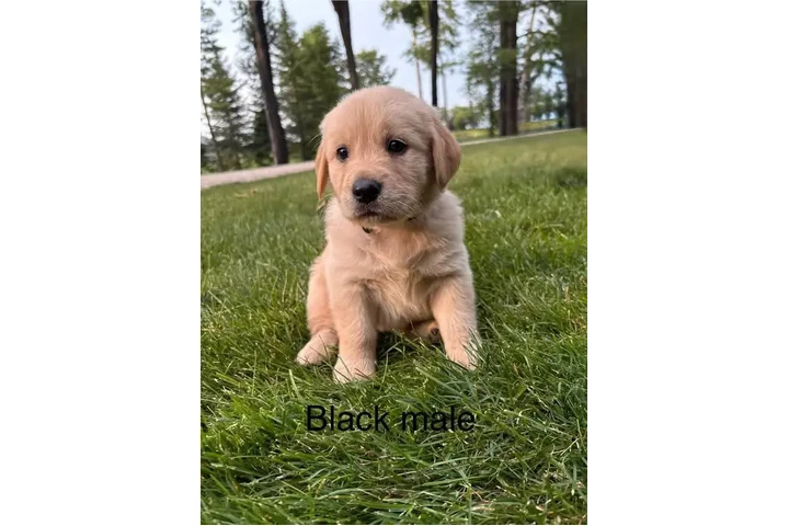 $350 : Cachorros Golden Retriever image 3