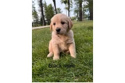 $350 : Cachorros Golden Retriever thumbnail