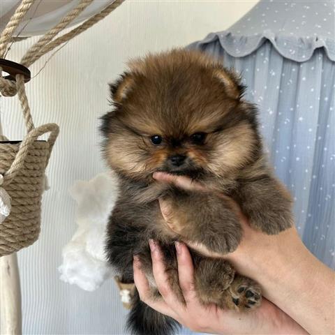 $350 : Pomerania image 3