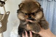 $350 : Pomerania thumbnail