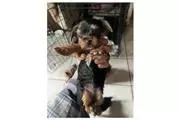 teacup yorkies male and female en Des Moines