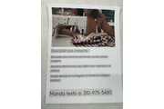 Buscando una costurera en Los Angeles
