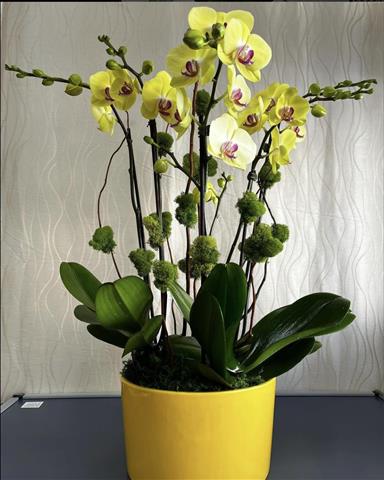 $120 : Orquideas image 3