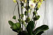 $120 : Orquideas thumbnail