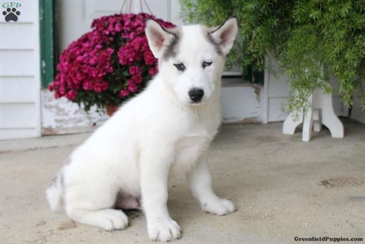 $690 : Siberian Husky male & female image 2