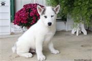 $690 : Siberian Husky male & female thumbnail