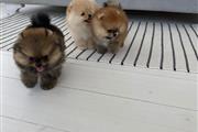 Teacup Pomeranian puppies en Chicago