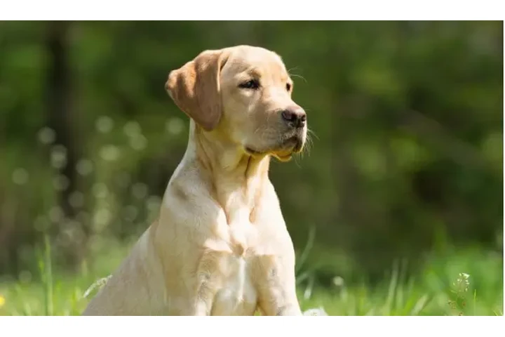 Dog Training image 1