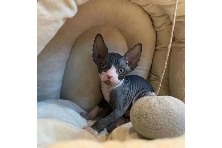 $650 : Adopt and Sphynx kitten image 5