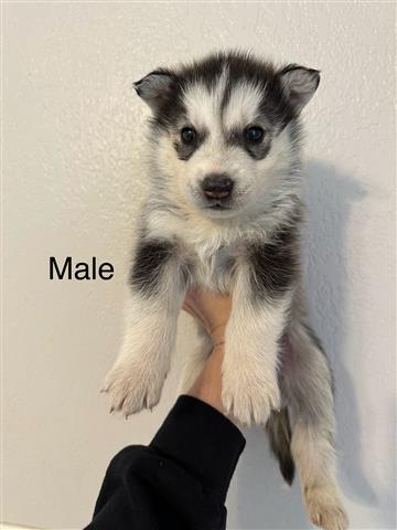 $100 : Husky Puppies image 1