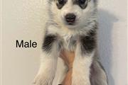 Husky Puppies en San Bernardino