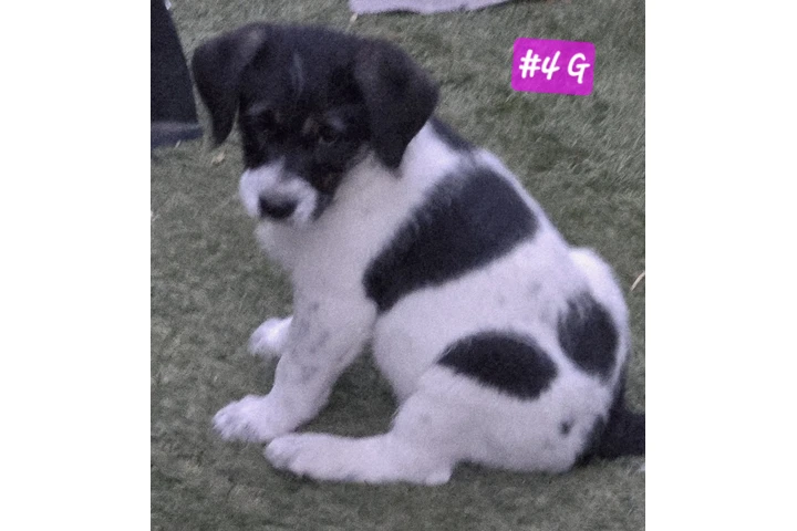 Perritos de 2 meses⁹ image 2