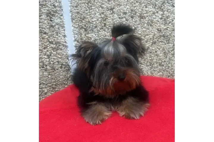 $450 : Cachorros Yorky image 2