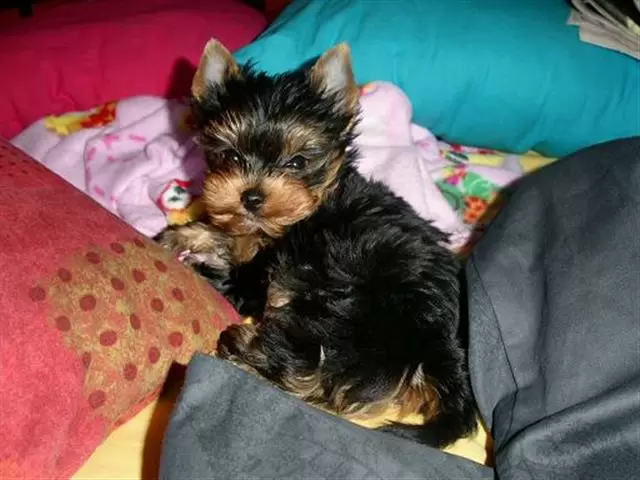 $100 : Yorkies ready  for free adopti image 1