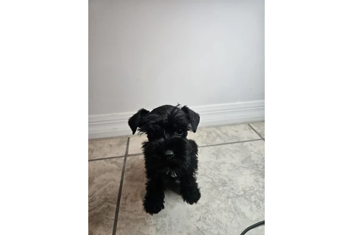 $1000 : 🐾 Hermosos cachorros en Miami image 1