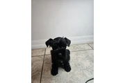 🐾 Hermosos cachorros en Miami en Miami