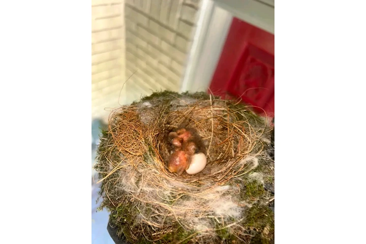 South Carolina | Breed: Cockap image 7