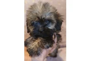 $550 : Shihtzu  mix yorkie thumbnail