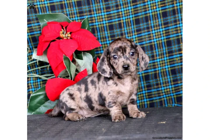$350 : Sweet dachshund puppy for sale image 2