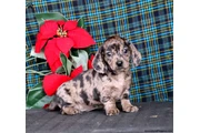 $350 : Sweet dachshund puppy for sale thumbnail