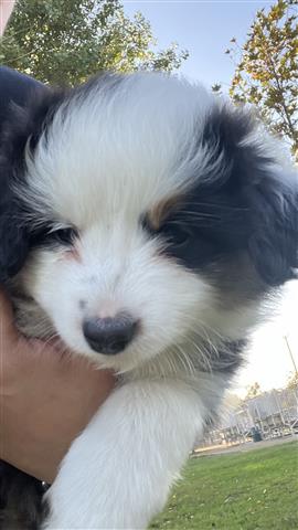 mini Australian shepherd pup image 1