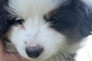 mini Australian shepherd pup thumbnail