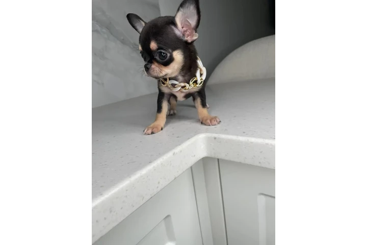 $300 : Chihuahua puppies for sale image 4