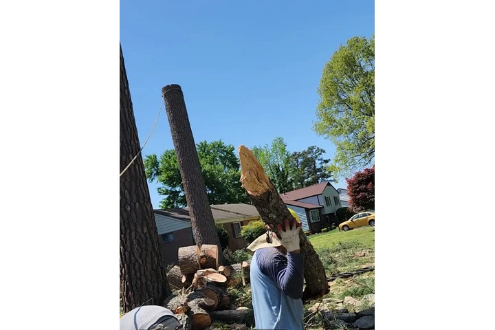 Joseph Tree Services image 9