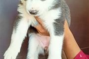 $400 : Beautiful Siberian Husky puppy thumbnail