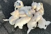 $400 : golden retriever. Macho y hemb thumbnail
