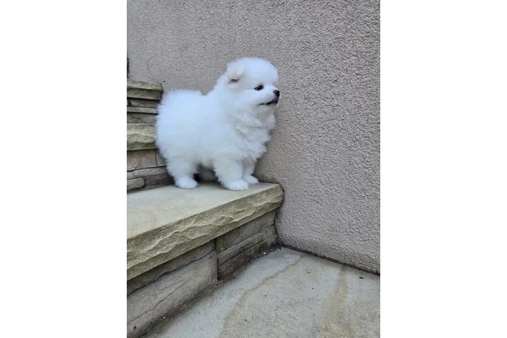 $3400 : Puppies pomerania image 2