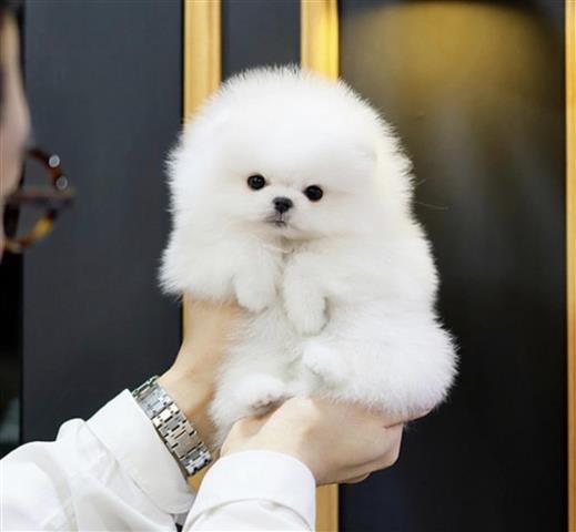 $350 : Pomeranian teacup puppies image 4