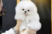 $350 : Pomeranian teacup puppies thumbnail