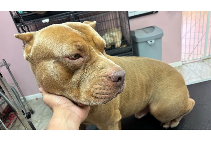 Bañador perros , shower dog image 2