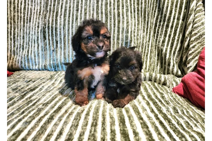 $480 : Perritos Adorables image 7