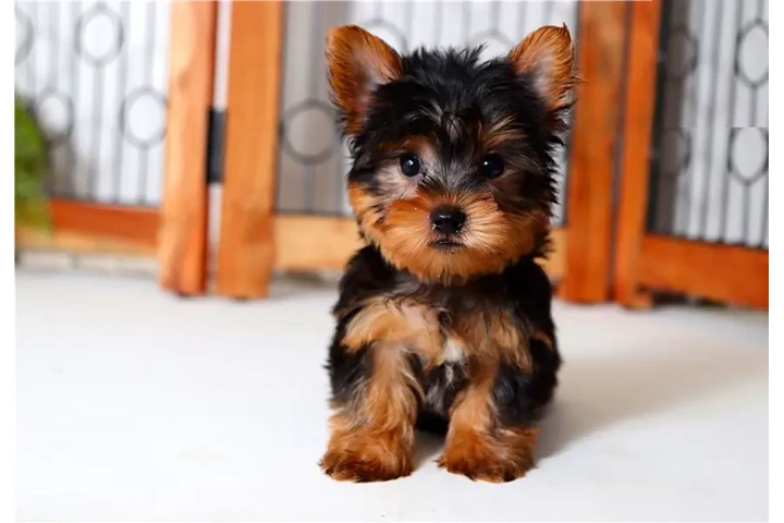 $350 : Yorkie Teacup Cachorros image 2