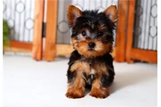 $350 : Yorkie Teacup Cachorros thumbnail