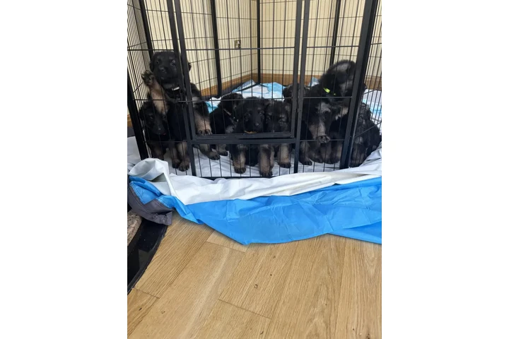 $500 : Impresionantes pastores aleman image 1