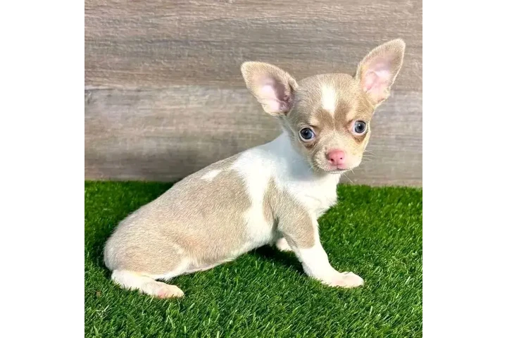 $600 : Chihuahua puppies image 8