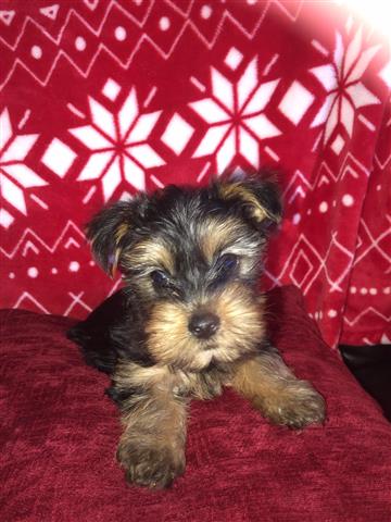 $1300 : Yorkie puppy image 1