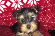 Yorkie puppy