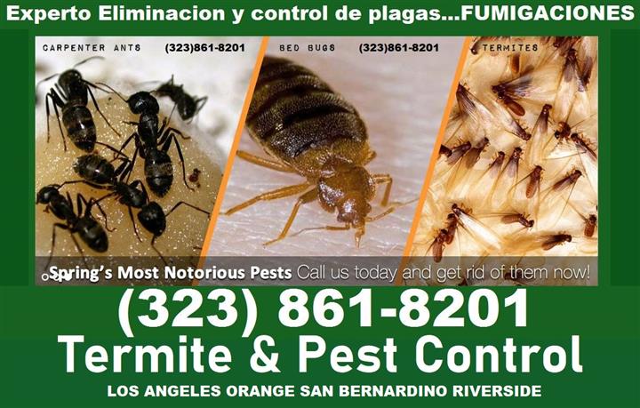 Bed Bugs-Termite-Roaches-Fleas image 4