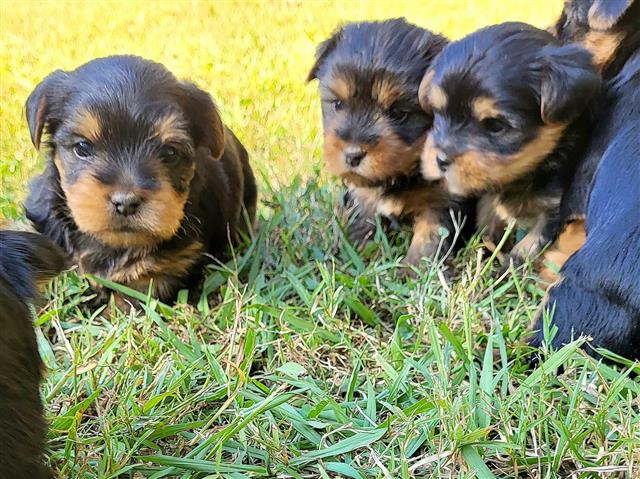 $450 : healthy yorkie puppies image 6